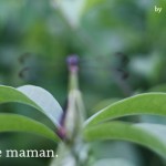 La rentrée des Mamans !