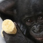 bonobos-le-film bonobos-le-film