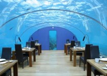 Libelul: Latest post