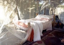 Libelul: Latest post