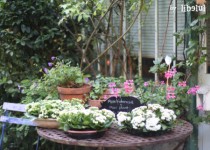 Libelul: Latest post