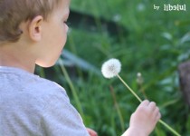 Libelul: Latest post
