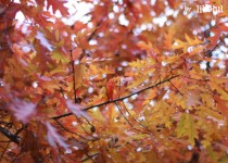 Libelul: Latest post