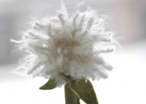 Libelul: Latest post