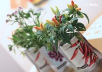 Libelul: Latest post