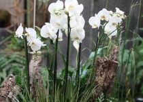 Libelul: Latest post