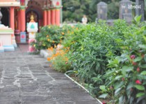 Libelul: Latest post