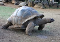 Libelul: Latest post