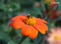 Libelul: Latest post