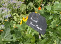 Libelul: Latest post