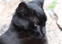 Libelul: Latest post