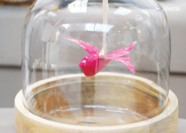 Libelul: Latest post