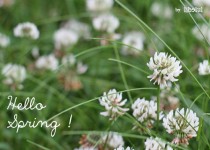 Libelul: Latest post