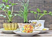 Libelul: Latest post