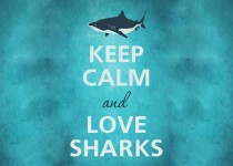 Libelul: Latest post